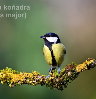 sýkora koňadra0555.JPG